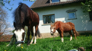 Filou & SallyVan