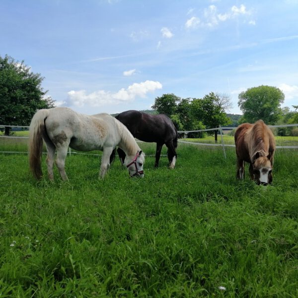 Filou, SallyVan & Tess