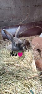 Nele durfte noch in ein großes Gehege mit allen Mädels ziehen und war die ruhige Seele der Truppe